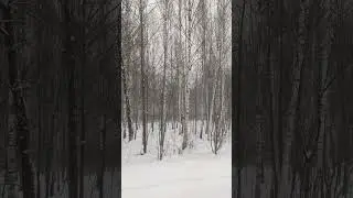 Winter calm: Snowfall on a forest road.