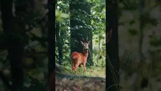 Shooting wildlife from a car 🔭🚗🌲 #wildlifephotography #wildlifephotographer #shorts