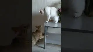 Кто сейчас отгребет?😺😸