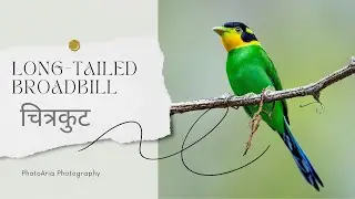 Discover the Vibrant Long-tailed Broadbill: A Stunning Forest Gem!