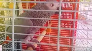 ВИДЕО ДЛЯ КОШЕК НОВЫЙ КАНАЛ ДЛЯ КОТОВ И СОБАК ПОПУГАЙ 🐈🐭🐶🐱🐕🐹🐇🐀Videos for Cats To Watch