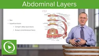 Layers of the Abdominal Wall – Anatomy | Lecturio