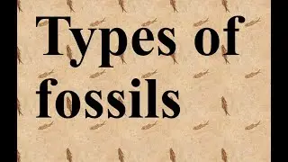 Types of Fossils