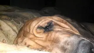 Bloodhound snoring loud