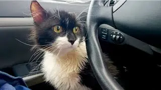Котик Кузя в ветклинике на приёме у ветеринара Наш сериал о котике Кузе и коте Чувачке
