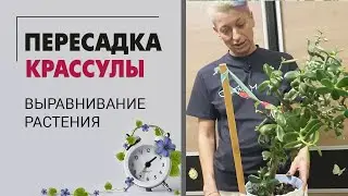 Как правильно пересадить крассулу. Пересадка и выравнивание растения.