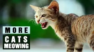 MORE CATS MEOWING LOUDLY | Make your Cat Go Crazy! HD