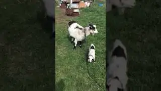 Місцеві Кози🐐💗🇺🇦#українатоп #тренды #врекомендации #cats #funnycatsvideos #врек #cute #cutecats