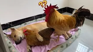 Funny dog ​​invites hen to sleep in his arms! Rooster is very angry.Too funny and cute animal video