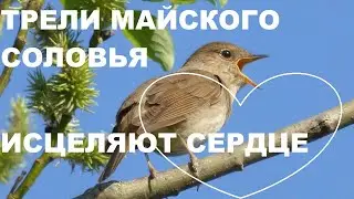 МАЙСКИЕ ТРЕЛИ СОЛОВЬЯ В ЗАРОСЛЯХ ЧЕРЁМУХИ ДУШИСТОЙ.ПЕНИЕ УСПОКАИВАЕТ И ИСЦЕЛЯЕТ ДУШУ.