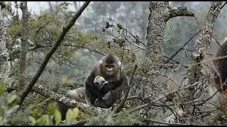 Footage Captures Yunnan Snub-nosed Monkey Giving Birth