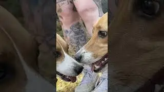 Beagles celebrate one-year rescue anniversary