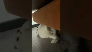 Преступник кот 🐱  Был пойман с поличным 