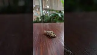 What is this insect? Thailand version