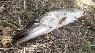 ЩУКА НА СПІНІНГ В ВЕРЕСНІ !!! ІНГУЛЕЦЬ!