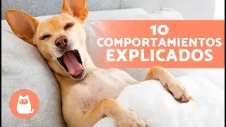 10 COMPORTAMIENTOS de los PERROS explicados 🐶❓