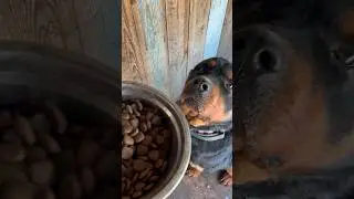 Мирана ждун #dog #rottweiler #funnyshorts #finnyvideo #funny #ротвейлер