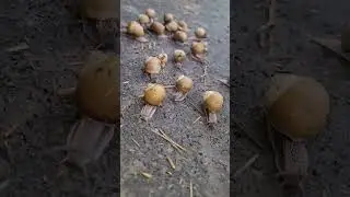 🐌🐌🐌🐌🐌a lot of snails