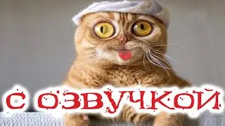 Приколы с котами! Смешные коты с ОЗВУЧКОЙ! СМЕШНЫЕ ЖИВОТНЫЕ 2022! Ржака до слез – Доми шоу