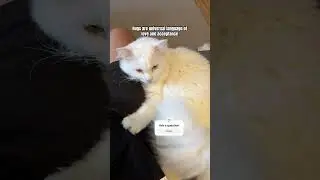 Cute white cat 🤍