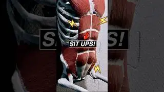 3D Animation of SIT-UPS! 