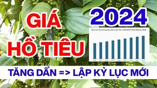 Dự báo giá tiêu sẽ phục hồi tăng trở lại