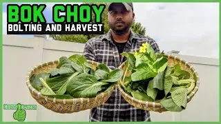 Bok Choy - Bolting and harvesting | Everything you need to know | #bokchoy