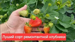 Лучший сорт ремонтантной клубники - МАЛЬГА !