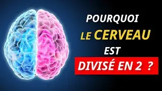 Pourquoi le cerveau est divisé en deux hémisphères ? [°0322]