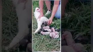 Cute baby short video new 👈 #rabbit #khargosh #bunny #shorts