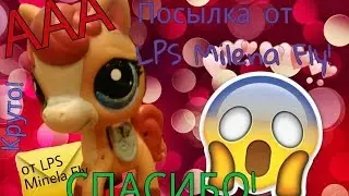 LPS:ПОСЫЛКА ОТ LPS Milena Fly! ААА Я В ШОКЕ! СПАСИБО МИЛЕНА!
