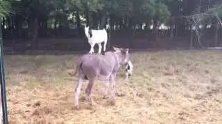 chèvre de cirque