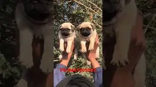 pug puppy available