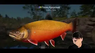 🌟ОЗЕРО КУОРИ🌟ГОЛЕЦ КУОРСКИЙ - ГАЛИМЫЙ НЕДОТРОФ🌟Русская Рыбалка 4(РР4)🌟