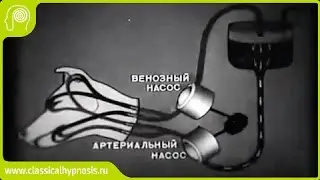 Эксперименты по оживлению организма (физиолог Сергей Брюхоненко).