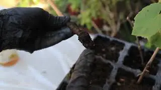 How to Plant Grape Vines From Cuttings