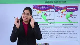 Class10th – Role of calcium in muscle contraction | Locomotion and Movement | Tutorials Point