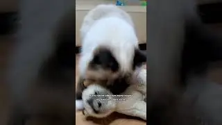 Никогда не поднимай взрослую кошку за шкирку!