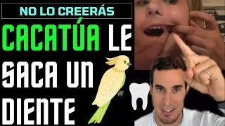 Así le SACÓ el DIENTE de leche este “DENTISTA” 🦜 No lo creerás