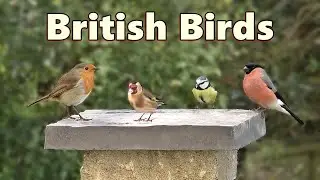 Birds in A British Garden