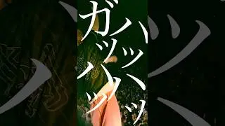 【syudou】爆笑 - syudou Live Tour 2024「溺愛」TOKYO DOME CITY HALL #syudou #ライブ映像 #youtubemusicweekend