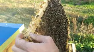 Отводочки перед зимовкою
