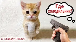 Приколы с котами! - ГДЕ ХОЛОДИЛЬНИК? Смешные коты С ОЗВУЧКОЙ! Самые смешные животные!