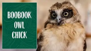 Boobook Owl Chick at Taronga Wildlife Hospital