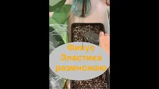 Фикус Эластика: уход и размножение.