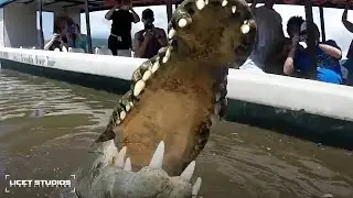 MAN HAND FEEDS HUGE CROCODILE | INSANE ANIMAL ENCOUNTER