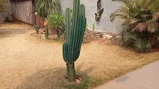 JARDIM NO QUINTAL BEM ORGANIZADO COM CANTINHOS LINDOS.