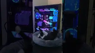 Synced RGB = Happy Cat