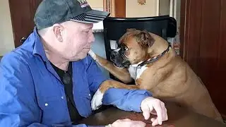 When A Dog's Love Heals Your Spirit