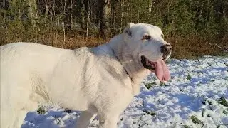 Отличие поведения суки САО от кобеля в охране. характеры алабаев.